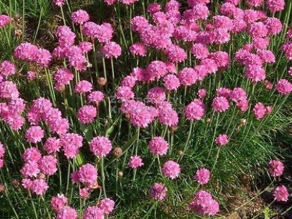 Picture of Armeria - Maritima Splendens